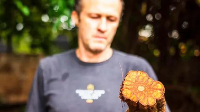 Corte transversal do cipó jagube revelando um desenho em forma de flor